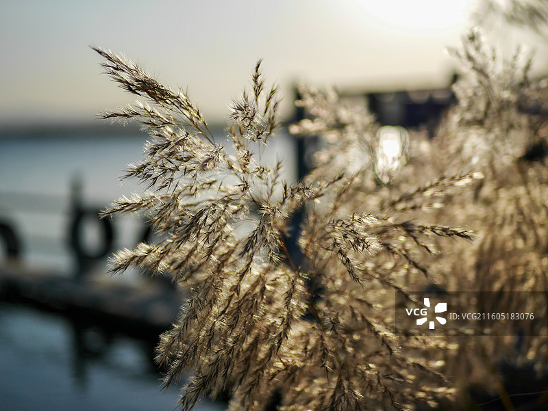 唯美的芦苇花图片素材