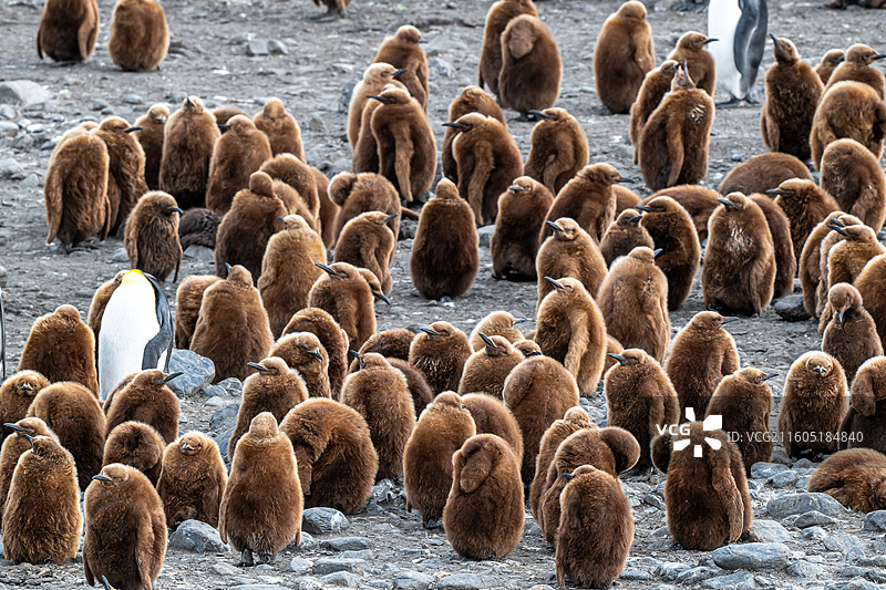 南乔治亚岛，王企鹅，王企鹅宝宝图片素材