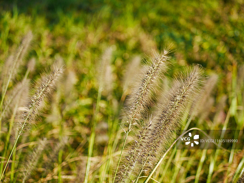 冬季野外的狼尾草图片素材