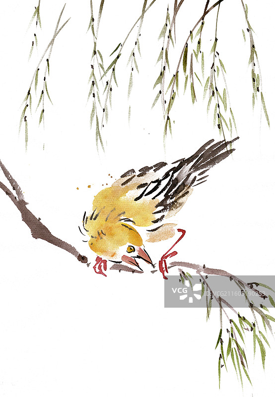 黄鹂鸣翠柳图片素材