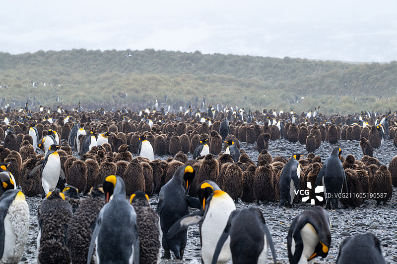 南乔治亚岛，王企鹅，王企鹅宝宝图片素材