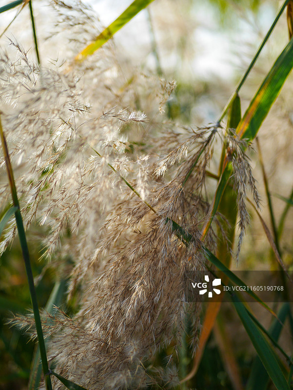 唯美的芦苇花图片素材