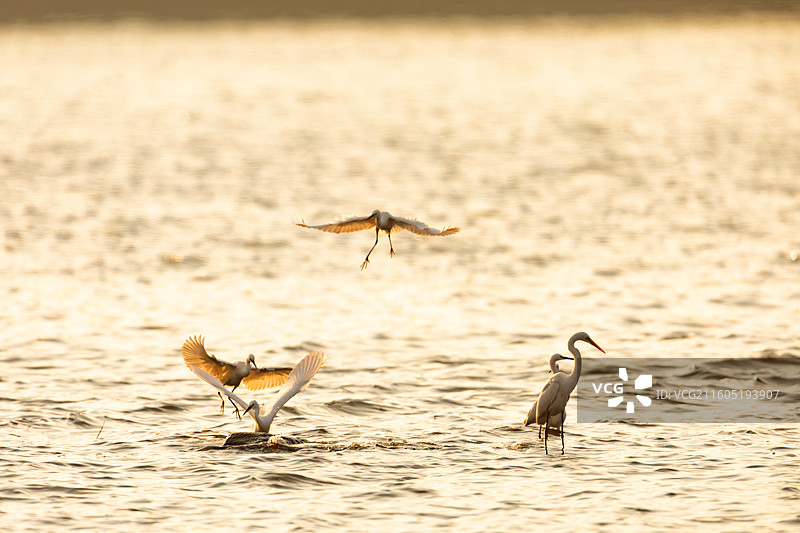 重庆迎龙湖湿地公园白鹭图片素材