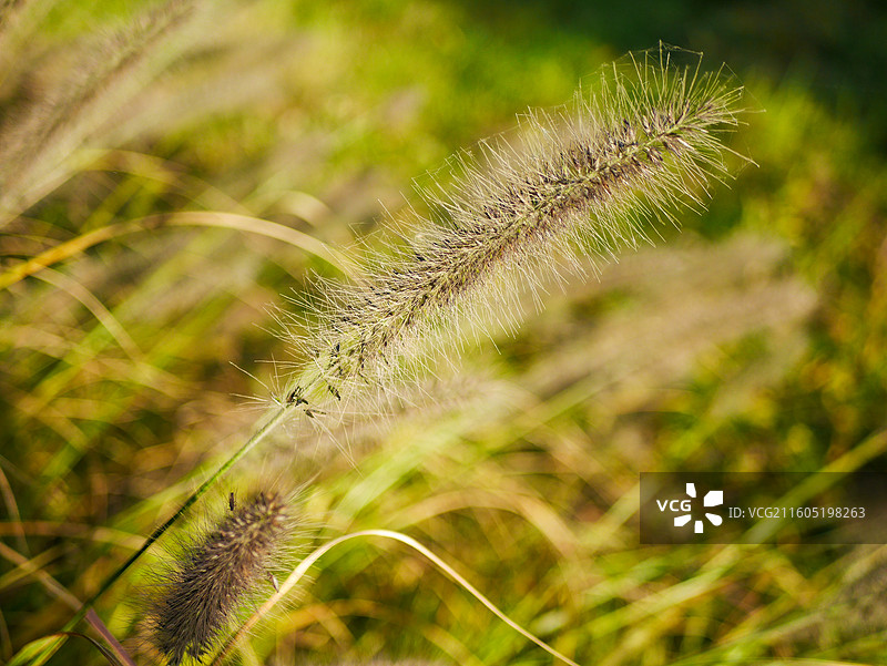 冬季野外的狼尾草图片素材