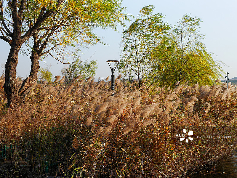 初冬季节的芦苇图片素材