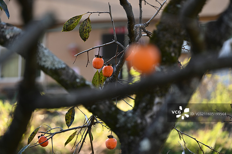 福建屏南龙潭古镇柿子图片素材