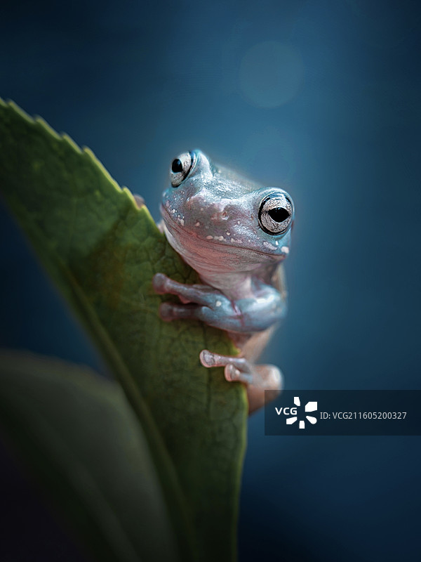 小王子图片素材