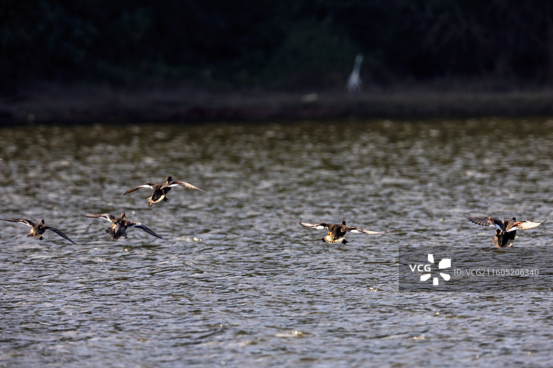重庆迎龙湖湿地公园的绿头鸭图片素材