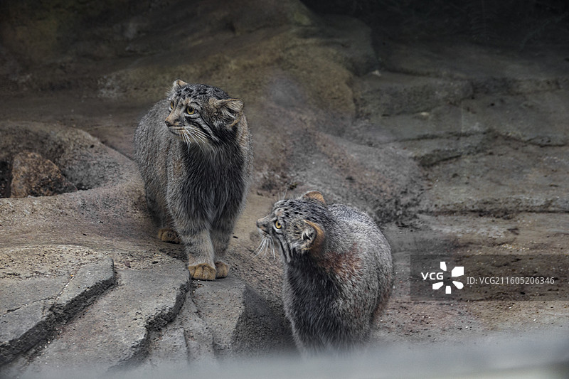 两只兔狲图片素材