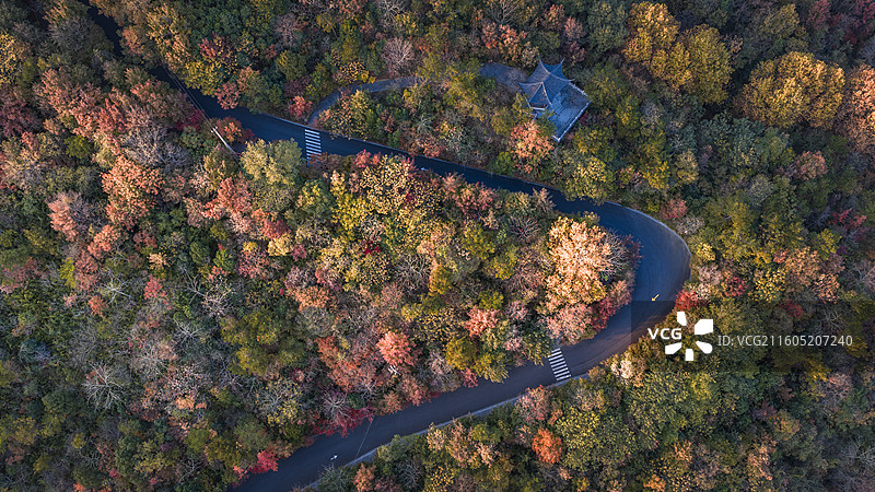 南京栖霞山红叶图片素材