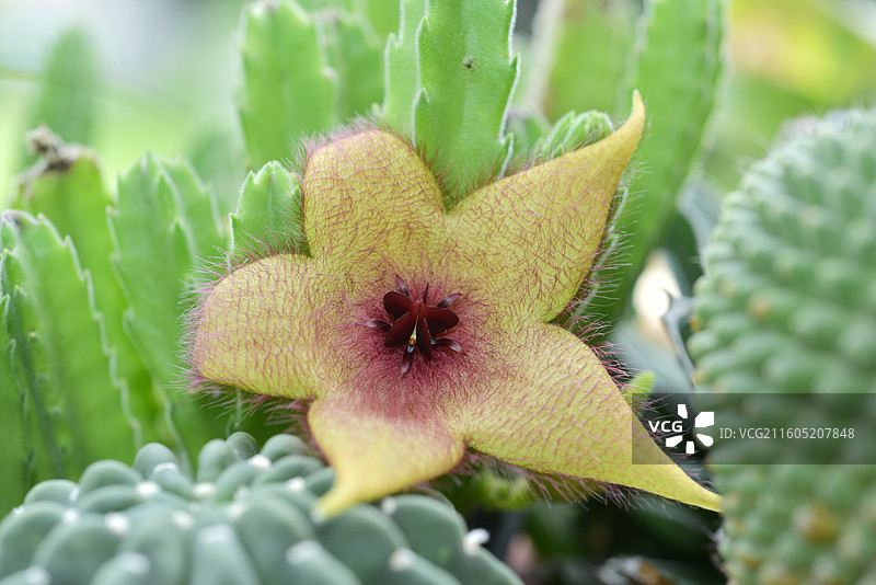 南方珍稀园林树种-Stapelia grandiflora大花犀角图片素材