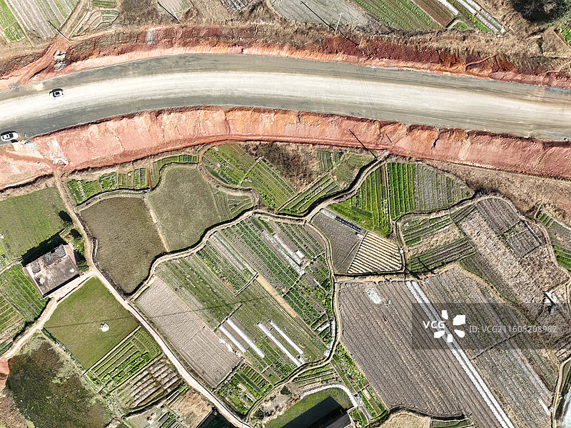 南方珍稀园林树种-图片素材