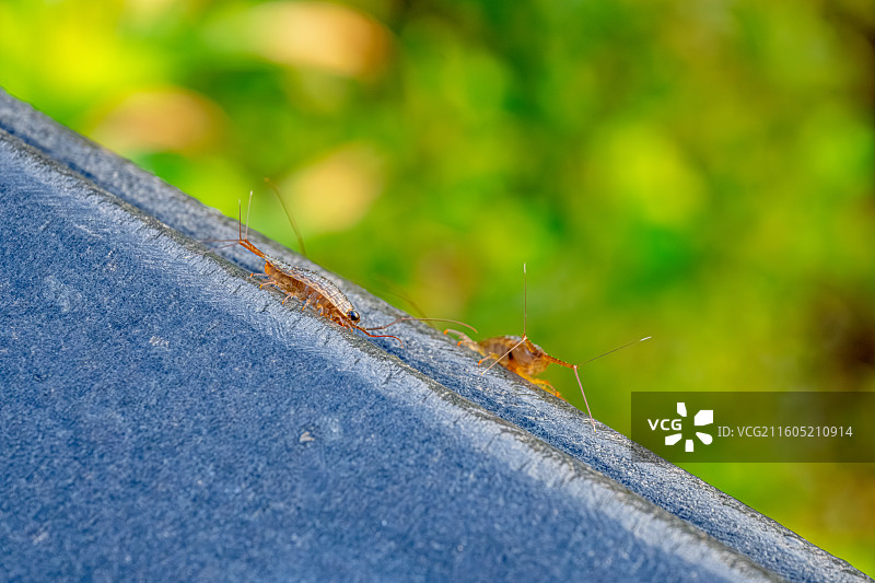 海蟑螂 甲壳动物 黑色复眼长触角 海洋环境清道夫 海岸边潮湿地带生活甲壳纲等足目 舟山普陀山海天佛国图片素材