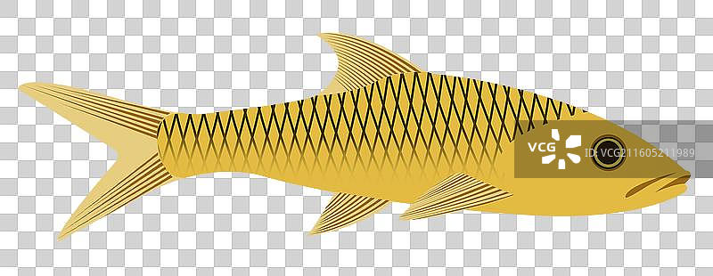 水产鱼类金龙鱼野生鱼卡通元素插画图片素材