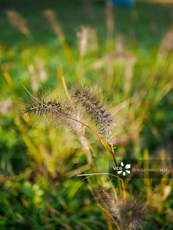 冬季野外的狼尾草图片素材