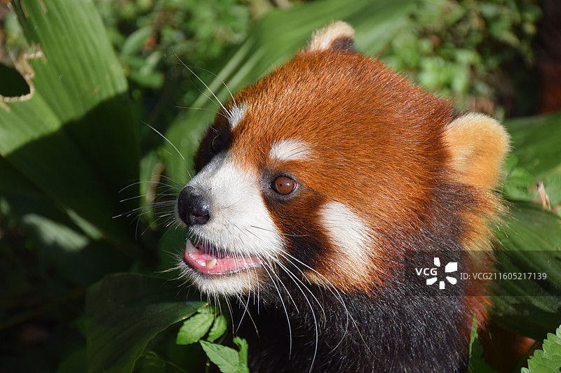 上海动物园可爱的小熊猫探头图片素材