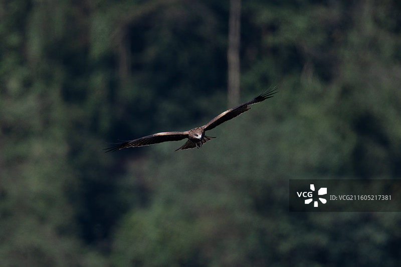 重庆迎龙湖国家二级保护动物——黑鸢图片素材
