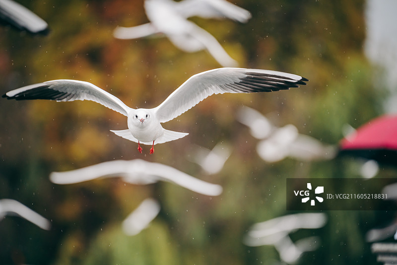 冬天昆明滇池海埂大坝的红嘴鸥图片素材