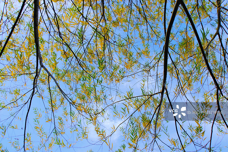 秋天初冬蓝色天空白云背景图壁纸。柳树柳条夕阳湖水黄叶落叶图片素材