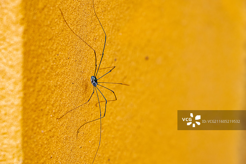 长脚盲蛛 细长多节的腿 蛛形纲 椭圆形的卵状躯体没有毒腺与蜘蛛区别 生活在潮湿环境 舟山普陀山图片素材