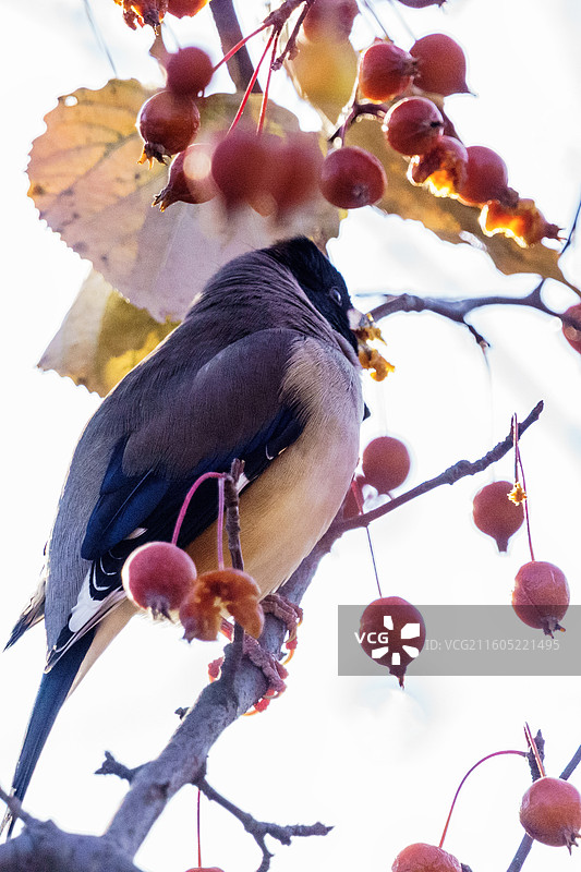 黑尾蜡嘴雀图片素材