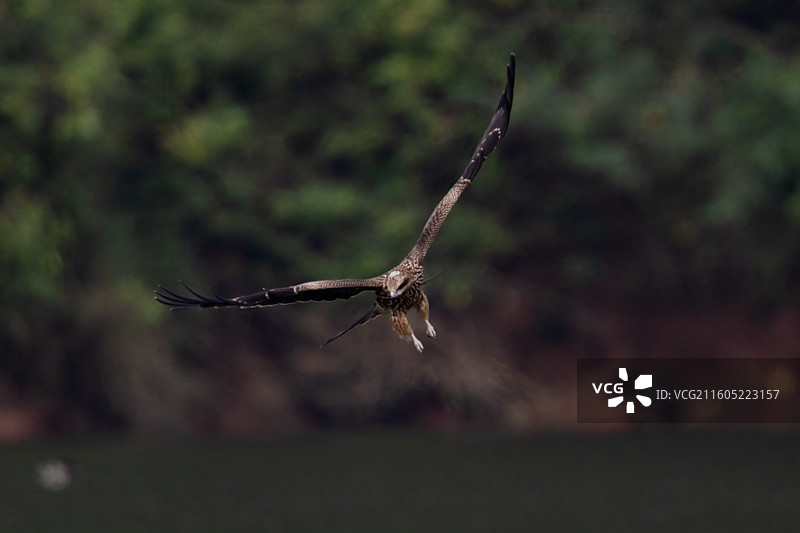 重庆迎龙湖国家二级保护动物——黑鸢图片素材