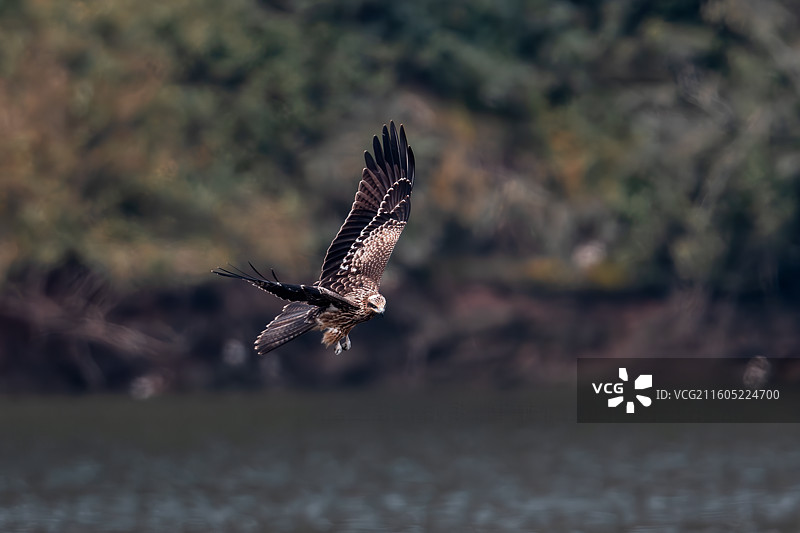 重庆迎龙湖国家二级保护动物——黑鸢图片素材