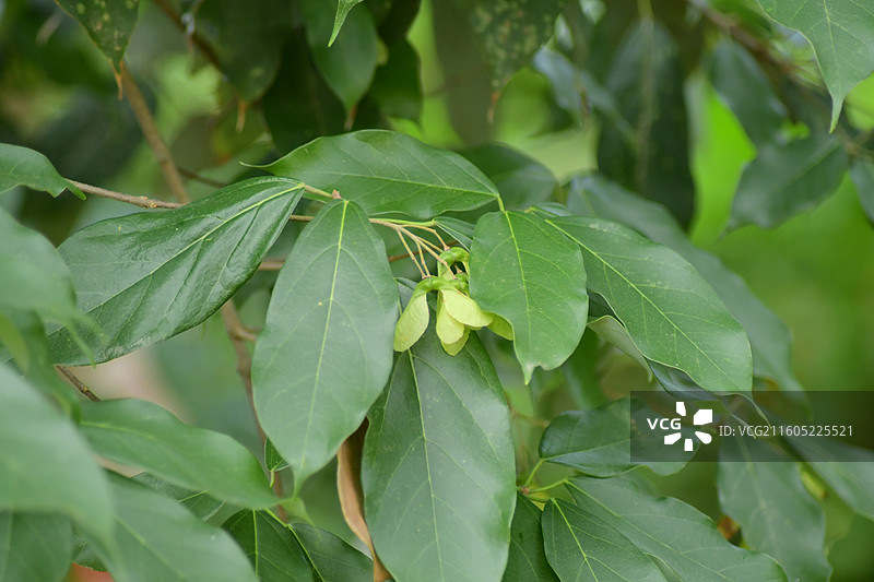 南方珍稀园林树种-Acer coriaceifolium 樟叶槭图片素材