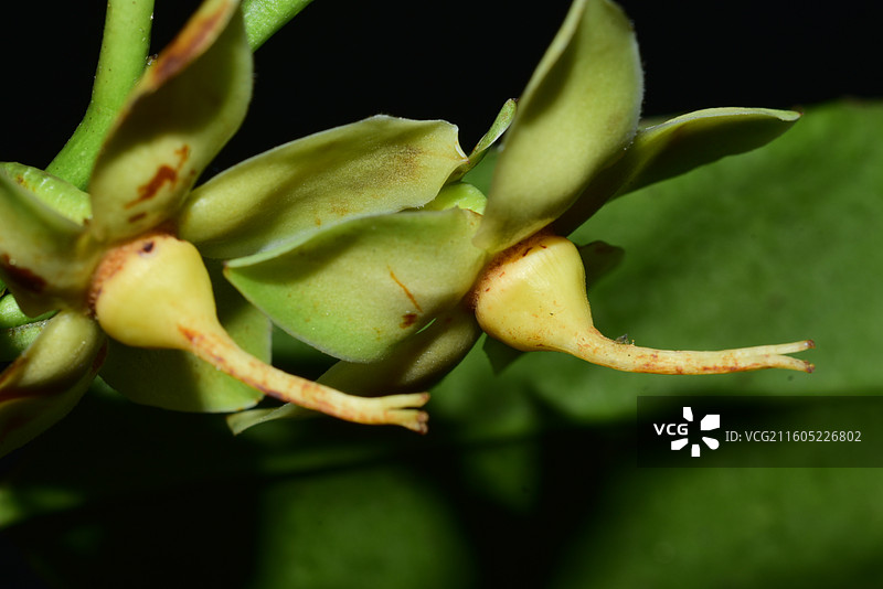 南方珍稀园林树种-Adinandra nitida 亮叶杨桐图片素材