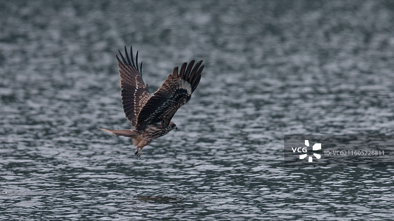 重庆迎龙湖国家二级保护动物——黑鸢图片素材