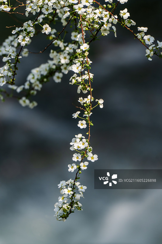 珍珠绣线菊图片素材