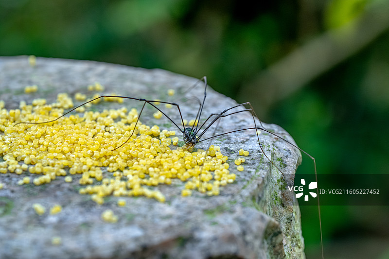 长脚盲蛛觅食小米谷物 细长多节的腿 椭圆形的卵状躯体没有毒腺与蜘蛛区别 生活在潮湿环境 舟山普陀山图片素材