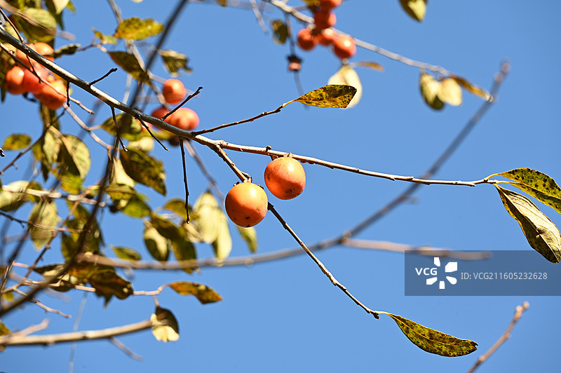 福建屏南龙潭古镇柿子图片素材