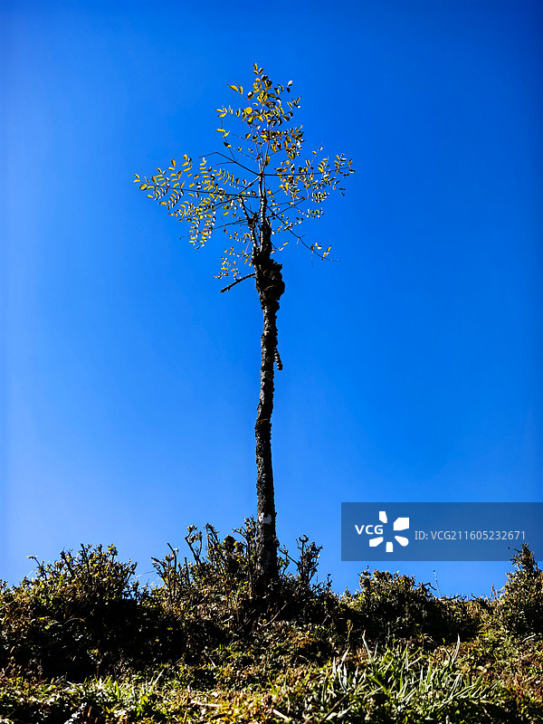 高处不胜寒图片素材