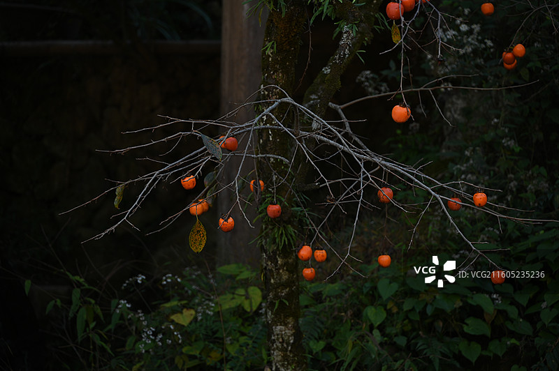 福建屏南龙潭古镇柿子图片素材
