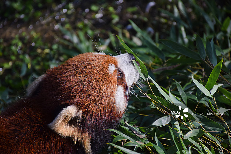 上海动物园可爱的小熊猫在吃竹子图片素材