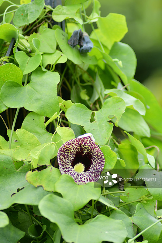 南方珍稀园林树种-美丽马兜铃Aristolochia littoralis图片素材