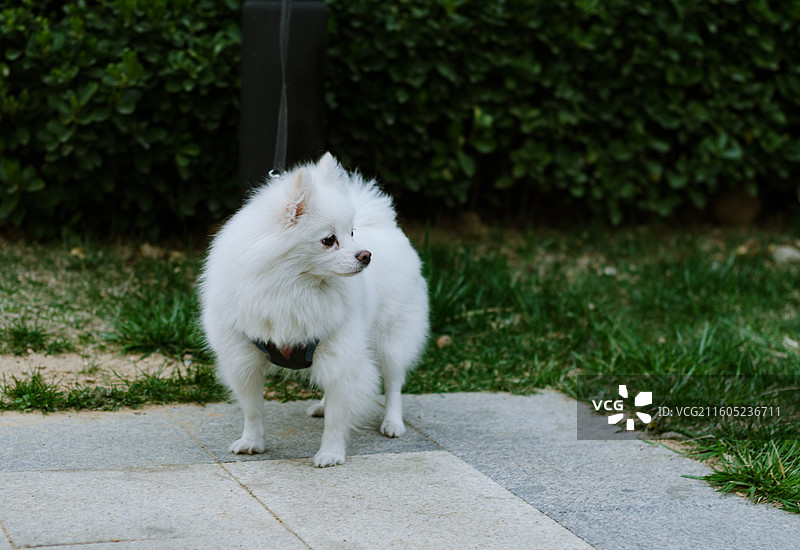 户外站立的白色博美犬图片素材