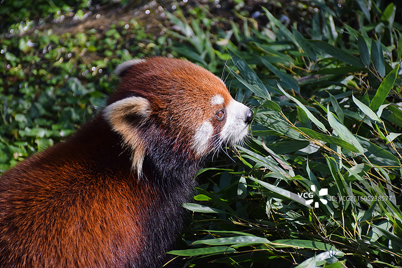 上海动物园可爱的小熊猫在吃竹子图片素材