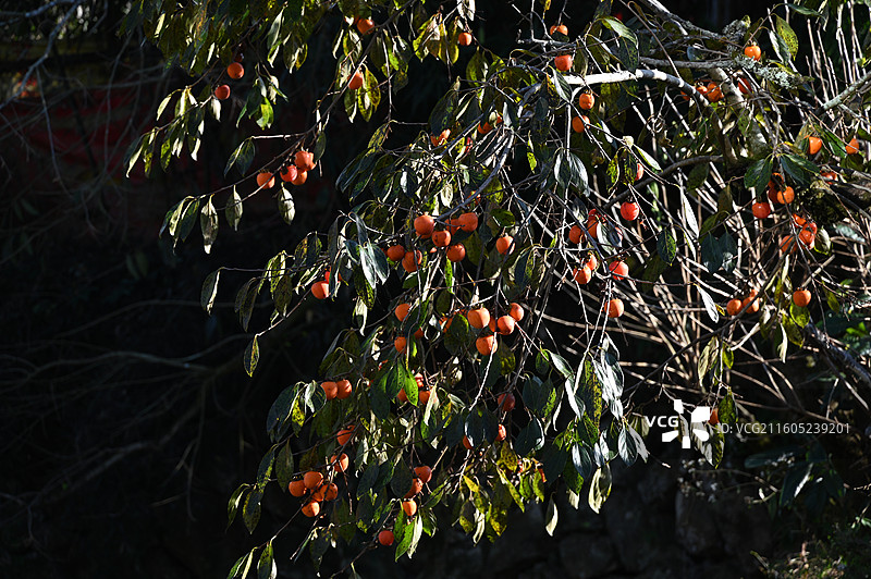 福建屏南龙潭古镇柿子图片素材