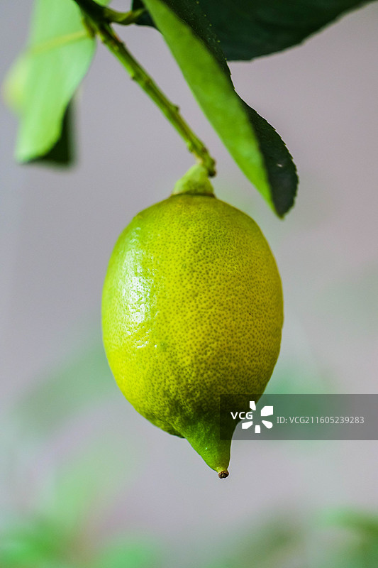 柠檬树上的一颗新鲜柠檬特写图片素材