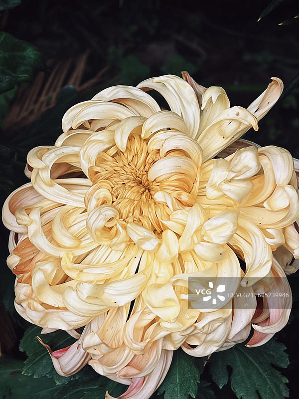 户外盛开的浅黄色菊花特写图片素材