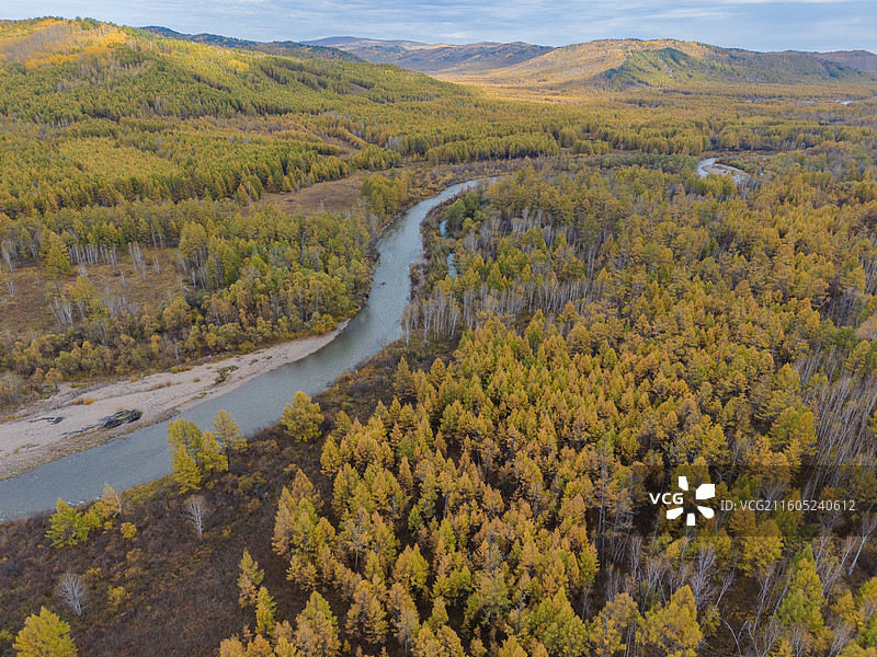 航拍莫尔道嘎国家森林公园，落叶松林海，兴安落叶松，秋景，内蒙古呼伦贝尔莫尔道嘎国家森林公园图片素材