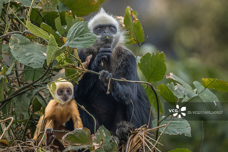 国家一级保护动物-白头叶猴图片素材
