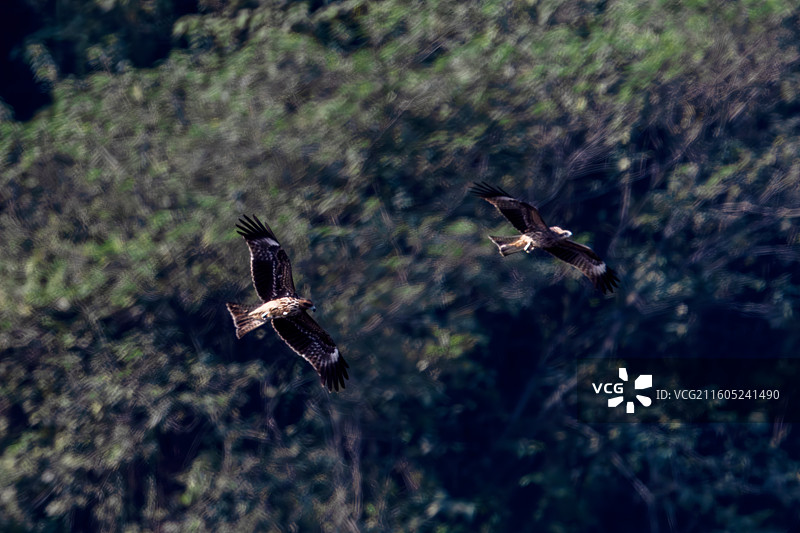 重庆迎龙湖国家二级保护动物——黑鸢图片素材