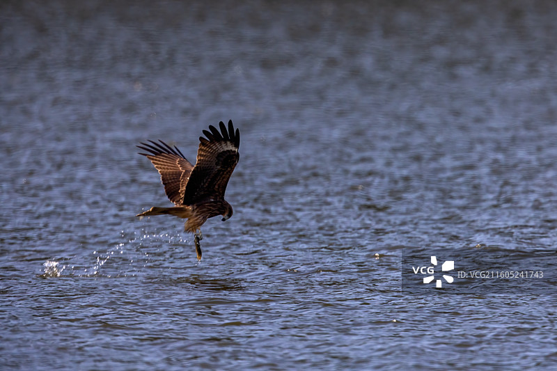 重庆迎龙湖国家二级保护动物——黑鸢图片素材