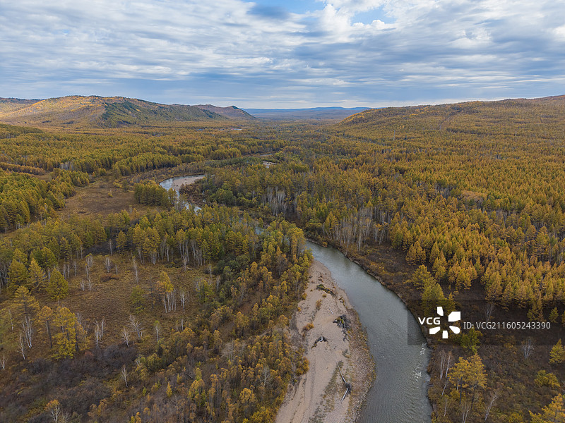 航拍莫尔道嘎国家森林公园，落叶松林海，兴安落叶松，秋景，内蒙古呼伦贝尔莫尔道嘎国家森林公园图片素材