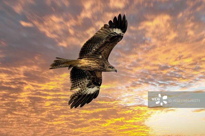 重庆迎龙湖国家二级保护动物——黑鸢图片素材