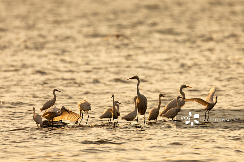 重庆迎龙湖湿地公园白鹭图片素材