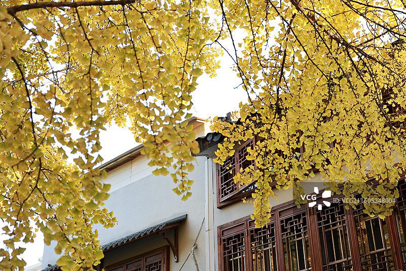 苏州姑苏区道前街银杏秋景图片素材